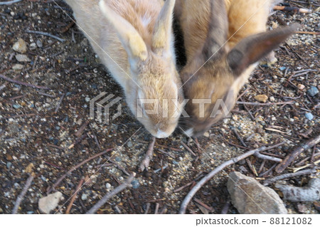 [New Year's material] Rabbits from Okunoshima, a battle for food, Takehara City, Hiroshima Prefecture 88121082