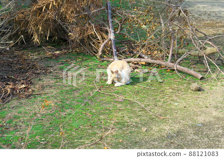 [New Year's material] Rabbits from Okunoshima Grooming on the lawn 1 Takehara City, Hiroshima Prefecture 88121083