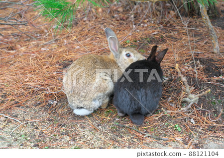 [New Year's material] Rabbits from Okunoshima Light brown and black face with white streaks 1 Takehara City, Hiroshima Prefecture 88121104