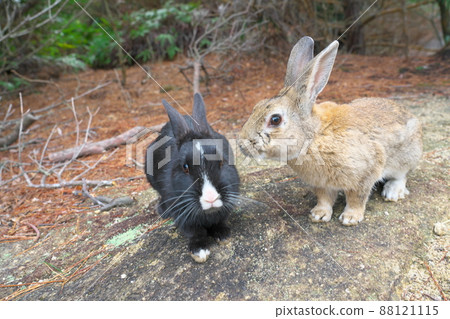 [New Year's material] Rabbits from Okunoshima Light brown and black face with white streaks 2 Takehara City, Hiroshima Prefecture 88121115