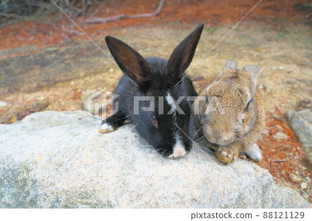 [New Year's material] Rabbits from Okunoshima Light brown and white with black face 12 Takehara City, Hiroshima Prefecture 88121129