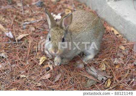 [New Year's material] Rabbit from Okunoshima, baby rabbit from the Northern Cannon Battery 2 Takehara City, Hiroshima Prefecture 88121149