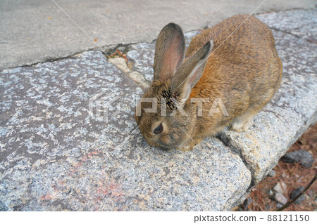 [New Year's material] Rabbit from Okunoshima, light brown from the Northern Cannon Battery Remnant 1, Takehara City, Hiroshima Prefecture 88121150