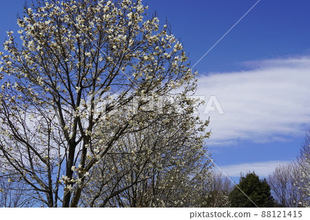 Spring Gangnam Flower Park that has begun to bloom Spring Gangnam Flower Park that has begun to bloom 88121415