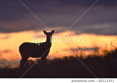 Sunset sky and sika deer (Hokkaido) Sunset sky and sika deer (Hokkaido) 88121451