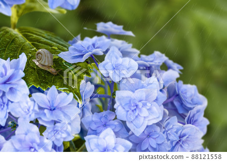 Snails on the leaves of hydrangea in the rain 88121558