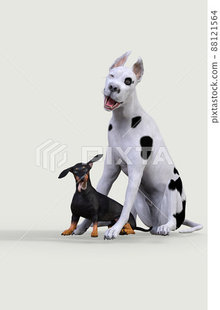 鬥牛梗和黑棕褐色臘腸犬面對面坐著的姿勢 88121564