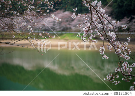 春天的花櫻花盛開的風景 春天的花櫻花盛開的風景 88121804