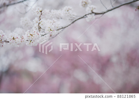 雙色櫻花景觀、猩紅櫻花和吉野櫻花樹 88121865