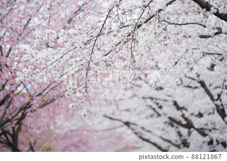 雙色櫻花景觀、猩紅櫻花和吉野櫻花樹 88121867