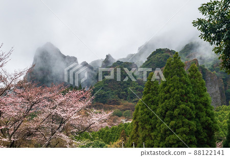 山中雨後櫻花和晨霧在山中流動的自然景觀 山中雨後櫻花和晨霧在山中流動的自然景觀 88122141