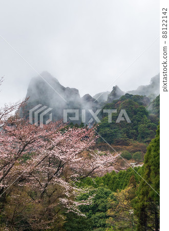 山中雨後櫻花和晨霧在山中流動的自然景觀 山中雨後櫻花和晨霧在山中流動的自然景觀 88122142