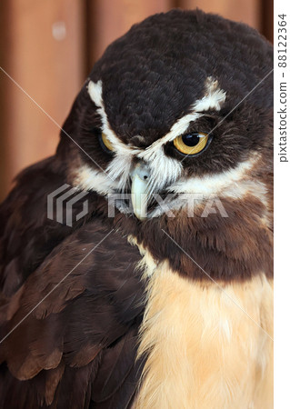 Spectacled owl 88122364