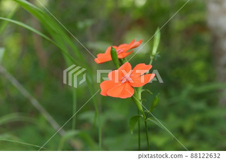 Silene miqueliana, wild grass, orange flowers blooming in the forest 88122632