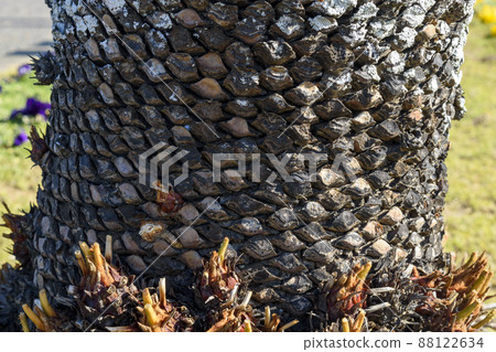 Hasunuma Seaside Park Phoenix trunk up Hasunuma Seaside Park Phoenix trunk up 88122634