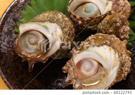 Turban shell grilled shellfish 3 foods Turban shell grilled shellfish 3 foods 88122743