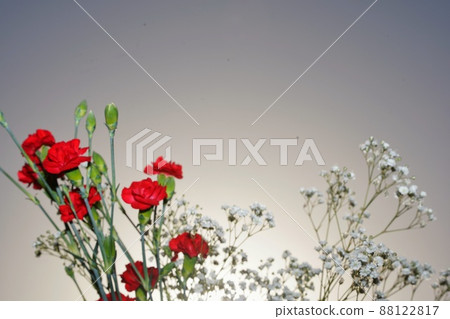 Mother's Day gift carnation and baby's-breath Mother's Day gift carnation and baby's-breath 88122817