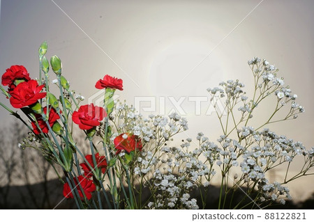 Mother's Day gift carnation and baby's-breath Mother's Day gift carnation and baby's-breath 88122821