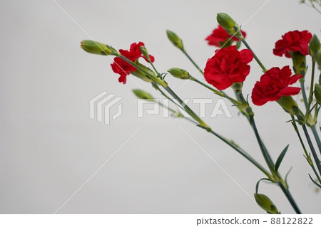 Mother's Day gift carnation and baby's-breath Mother's Day gift carnation and baby's-breath 88122822