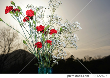 Mother's Day gift carnation and baby's-breath Mother's Day gift carnation and baby's-breath 88122823