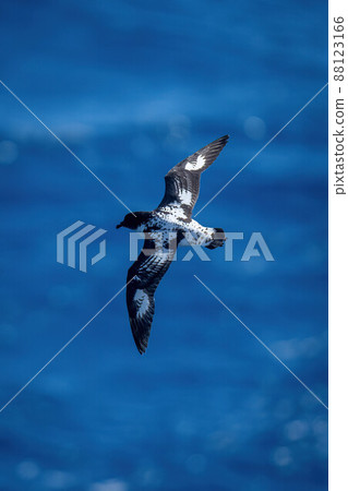 Cape petrel soars over ocean in sunshine 88123166