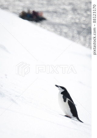 Chinstrap penguin climbs snowy slope near inflatable 88123170