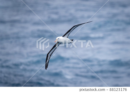 Black-browed albatross glides with wings positioned diagonally 88123176