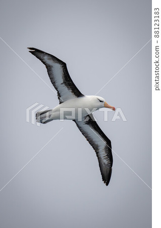 Black-browed albatross soars with wings spread diagonally 88123183