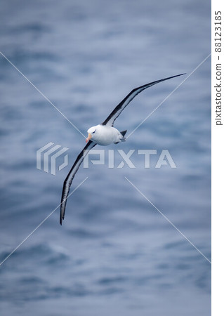 Black-browed albatross crosses ocean with diagonal wings 88123185