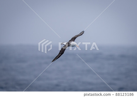 Black-browed albatross flies with wings spread diagonally 88123186