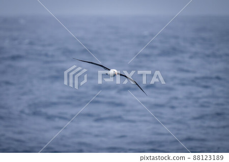 Black-browed albatross glides over calm blue ocean 88123189