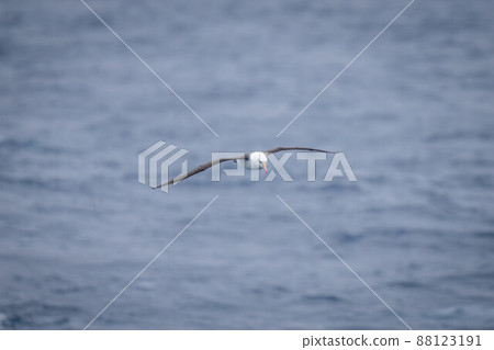 Black-browed albatross glides over calm blue water 88123191