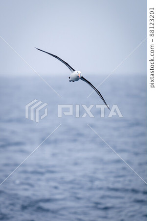 Black-browed albatross glides towards camera over ocean 88123201