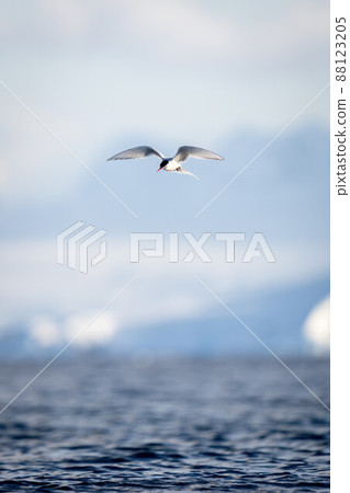 Antarctic tern soars over ocean stretching wings Antarctic tern soars over ocean stretching wings 88123205