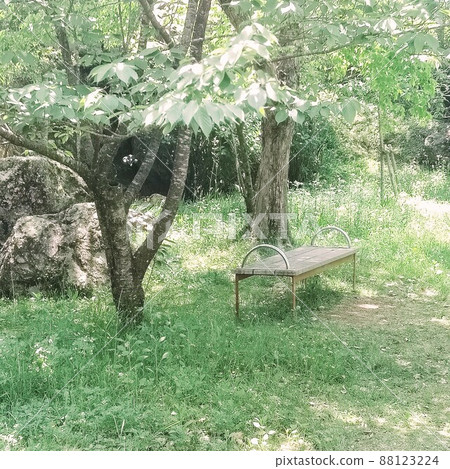 公園樹木、陽光和長椅 公園樹木、陽光和長椅 88123224