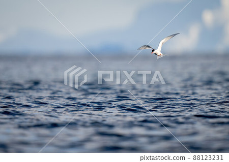 Antarctic tern hovers over sea to fish Antarctic tern hovers over sea to fish 88123231
