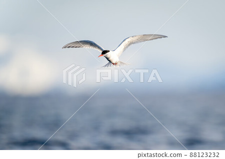 Antarctic tern hovers over water in sunshine 88123232