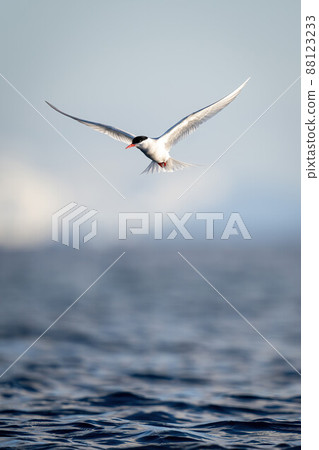 Antarctic tern hovers over water spreading wings Antarctic tern hovers over water spreading wings 88123233