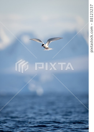 Antarctic tern flying with hills in background Antarctic tern flying with hills in background 88123237