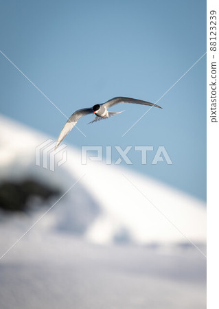 Antarctic tern glides over bank of snow Antarctic tern glides over bank of snow 88123239