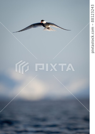 Antarctic tern gliding over water in sunshine Antarctic tern gliding over water in sunshine 88123243