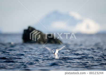 Antarctic tern hits ocean to catch fish Antarctic tern hits ocean to catch fish 88123244
