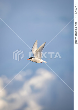 Antarctic tern flies past sunlit ice cliff Antarctic tern flies past sunlit ice cliff 88123248