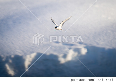 Antarctic tern flying over bank of snow Antarctic tern flying over bank of snow 88123251