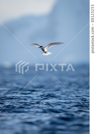 Antarctic tern flying over sea near mountains Antarctic tern flying over sea near mountains 88123253