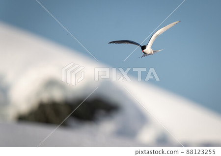 Antarctic tern flying past bank of snow Antarctic tern flying past bank of snow 88123255