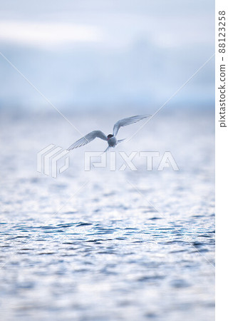 Antarctic tern flies over sea towards camera Antarctic tern flies over sea towards camera 88123258