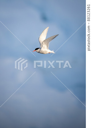 Antarctic tern flies past blue ice floe Antarctic tern flies past blue ice floe 88123261