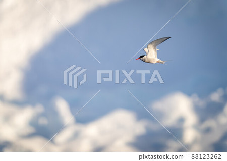 Antarctic tern flies past pile of snow Antarctic tern flies past pile of snow 88123262