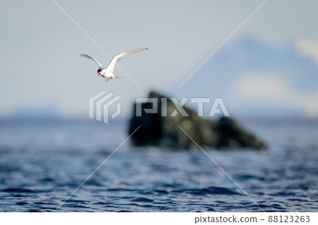 Antarctic tern flies past rocks opening beak Antarctic tern flies past rocks opening beak 88123263